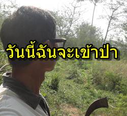 แนวทางสร้างรายได้จากต้นไม้ในไร่ในสวน