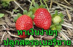 ทำเงินจากการปลูกสตรอเบอรี่แบบง่ายๆ