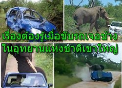 เรื่องต้องรู้เมื่อขับรถเจอช้างในอุทยานแห่งชาติเขาใหญ่